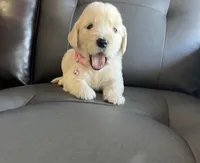 Chispa , a female Golden Retriever for sale in Ocala, FL – Photo 5 of 7