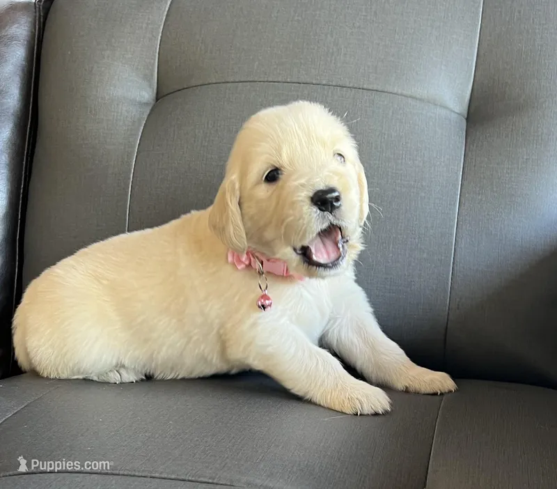 Chispa  – Golden Retriever puppy for sale in Ocala, FL