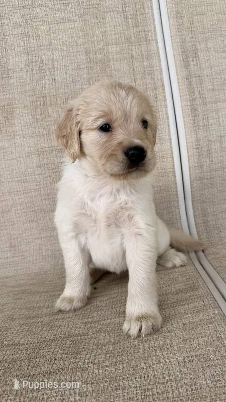 Cookie – Golden Retriever puppy for sale in Ocala, FL