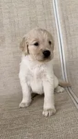 Cookie, a female Golden Retriever for sale in Ocala, FL – 5 of 9