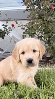 Bruno, a male Golden Retriever for sale in Ocala, FL – 3 of 9