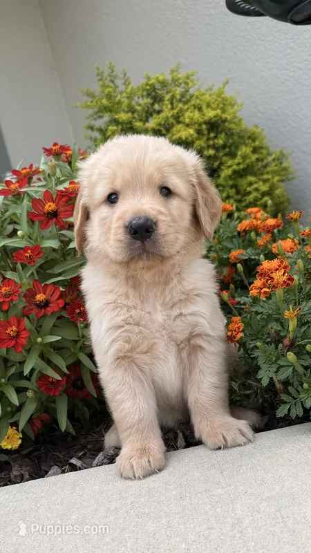 Chispa  – Golden Retriever puppy for sale in Ocala, FL