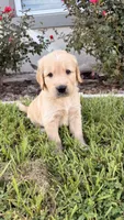 Mía, a female Golden Retriever for sale in Ocala, FL – 8 of 10
