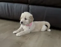 Luna, a female Golden Retriever for sale in Ocala, FL – 2 of 8