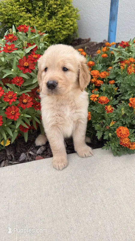 Chispa  – Golden Retriever puppy for sale in Ocala, FL