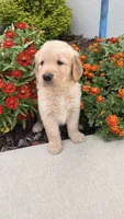 Chispa , a male Golden Retriever for sale in Ocala, FL – 8 of 8