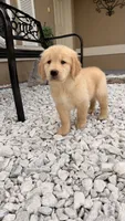 Fifi, a female Golden Retriever for sale in Ocala, FL – 2 of 10