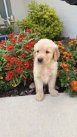 Chispa , a male Golden Retriever for sale in Ocala, FL – 4 of 8