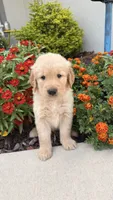 Chispa , a male Golden Retriever for sale in Ocala, FL – 7 of 8