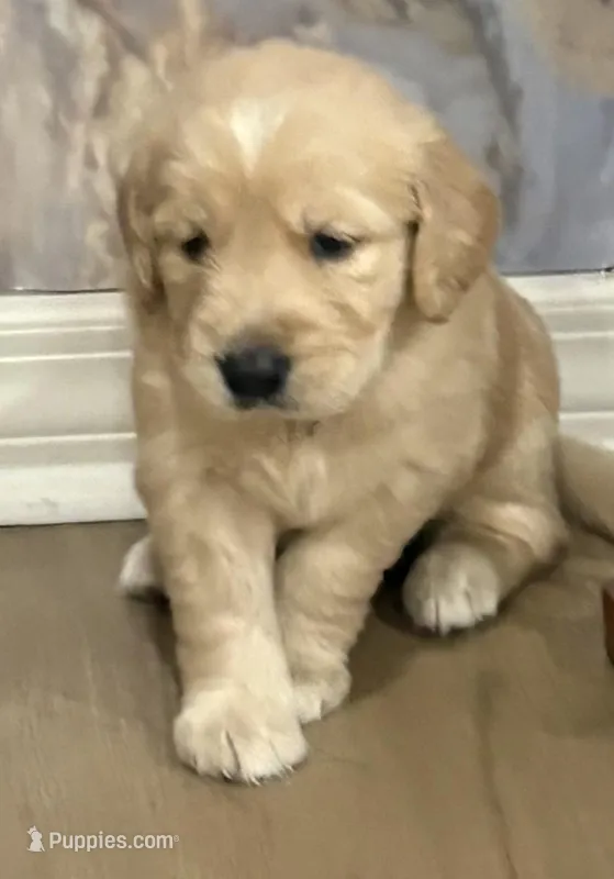 Bruno – Golden Retriever puppy for sale in Ocala, FL