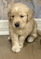 Bruno, a male Golden Retriever for sale in Ocala, FL – Photo 1 of 8