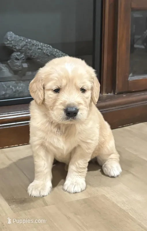 Bruno – Golden Retriever puppy for sale in Ocala, FL