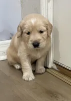 Bruno, a male Golden Retriever for sale in Ocala, FL – Photo 4 of 8