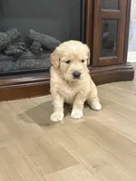 Bruno, a male Golden Retriever for sale in Ocala, FL – Photo 7 of 8