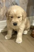 Bruno, a male Golden Retriever for sale in Ocala, FL – Photo 3 of 8