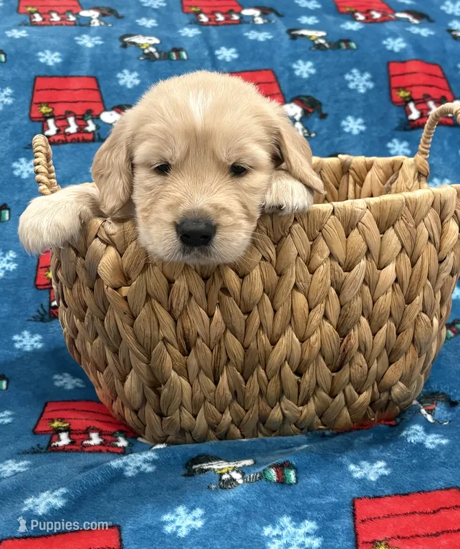 Bruno – Golden Retriever puppy for sale in Ocala, FL