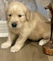 Bruno, a male Golden Retriever for sale in Ocala, FL – Photo 2 of 8