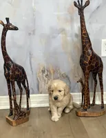 Bruno, a male Golden Retriever for sale in Ocala, FL – Photo 6 of 8