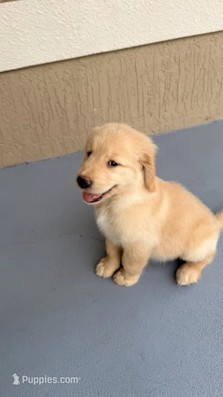 Fifi – Golden Retriever puppy for sale in Ocala, FL