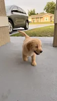 Fifi, a female Golden Retriever for sale in Ocala, FL – 7 of 10
