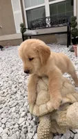 Fifi, a female Golden Retriever for sale in Ocala, FL – 5 of 10