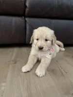 Luna, a female Golden Retriever for sale in Ocala, FL – 5 of 8