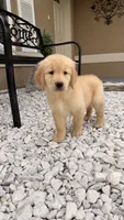 Fifi, a female Golden Retriever for sale in Ocala, FL – 8 of 10