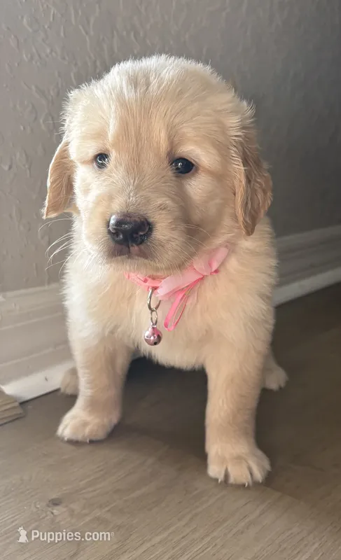 Luna – Golden Retriever puppy for sale in Ocala, FL