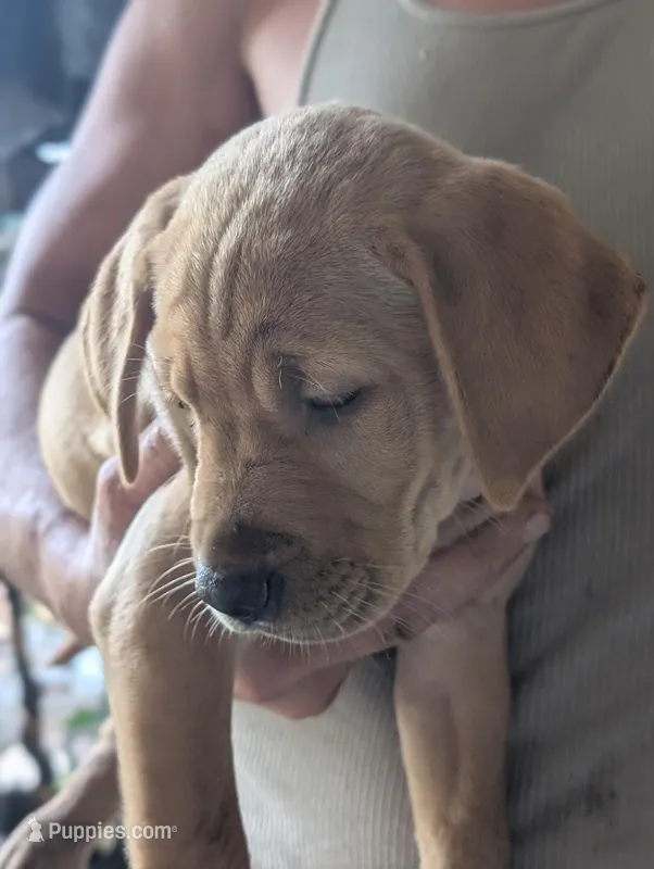 Biscuit  – American Pit Bull Terrier, Golden Retriever puppy for sale in Ocala, FL