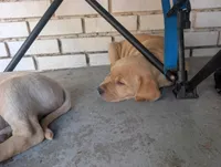 Biscuit , a male American Pit Bull Terrier and Golden Retriever for sale in Ocala, FL – Photo 2 of 2
