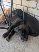 Orin, a male American Pit Bull Terrier and Golden Retriever for sale in Ocala, FL – Photo 2 of 3