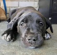 Orin, a male American Pit Bull Terrier and Golden Retriever for sale in Ocala, FL – Photo 3 of 3