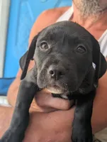 Orin, a male American Pit Bull Terrier and Golden Retriever for sale in Ocala, FL – Photo 1 of 3