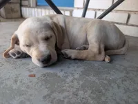 Taz, a male American Pit Bull Terrier and Golden Retriever for sale in Ocala, FL – Photo 2 of 2