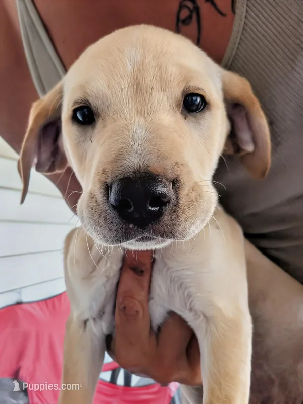 Taz – American Pit Bull Terrier, Golden Retriever puppy for sale in Ocala, FL