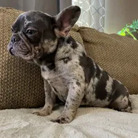 Kingston, a male French Bulldog for sale in Shreveport, LA – Photo 2 of 2