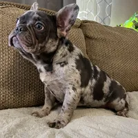 Kingston, a male French Bulldog for sale in Shreveport, LA – Photo 1 of 2