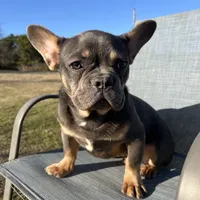 Martin, a male French Bulldog for sale in Shreveport, LA – Photo 3 of 3