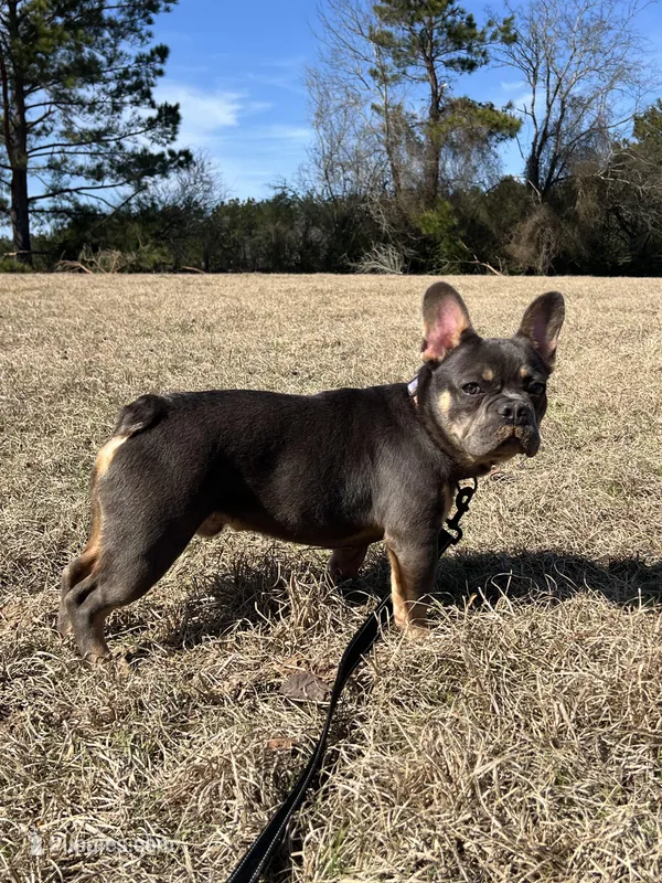 Martin – French Bulldog puppy for sale in Shreveport, LA