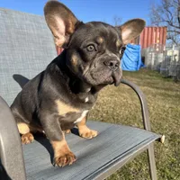 Martin, a male French Bulldog for sale in Shreveport, LA – Photo 1 of 3