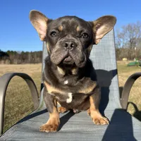 Martin, a male French Bulldog for sale in Shreveport, LA – Photo 2 of 3