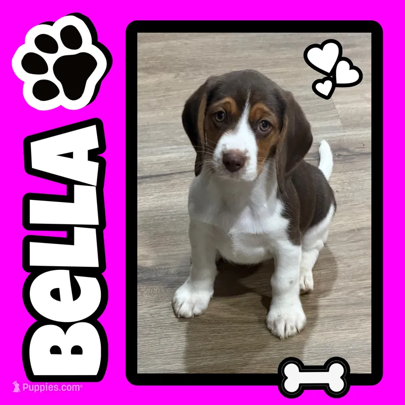 BELLA🩷 – Beagle puppy for sale in Gaffney, SC