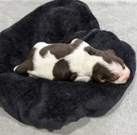 APRIL💜, a female Beagle for sale in Gaffney, SC – 9 of 10