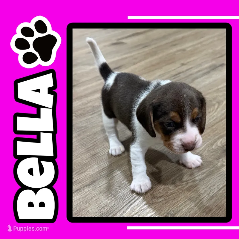 BELLA🩷 – Beagle puppy for sale in Gaffney, SC