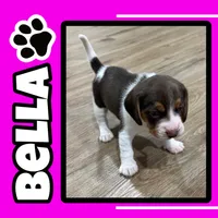 BELLA🩷, a female Beagle for sale in Gaffney, SC – 1 of 9