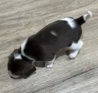 BELLA🩷, a female Beagle for sale in Gaffney, SC – 7 of 9