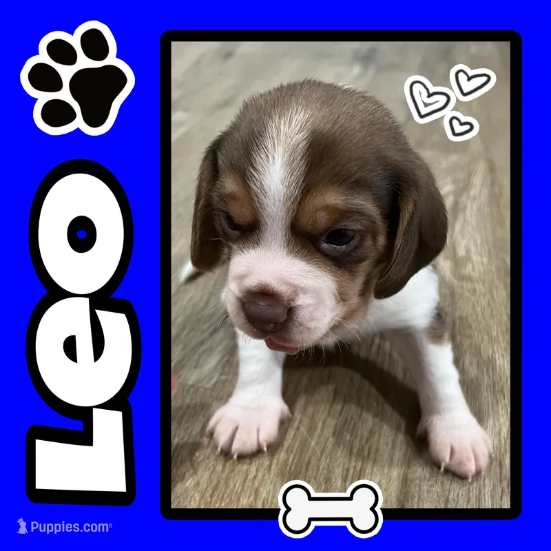LEO💙 – Beagle puppy for sale in Gaffney, SC