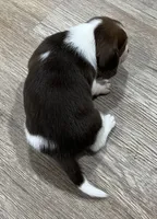 LEO💙, a male Beagle for sale in Gaffney, SC – Photo 5 of 9