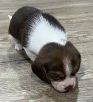 LEO💙, a male Beagle for sale in Gaffney, SC – Photo 4 of 9