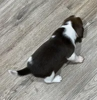 LEO💙, a male Beagle for sale in Gaffney, SC – Photo 6 of 9